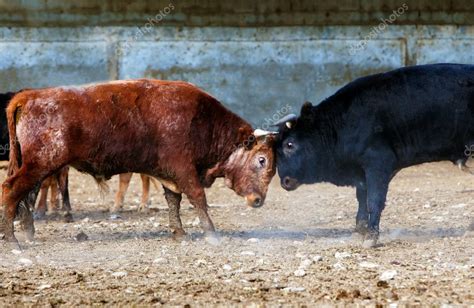 raging bull stock site.